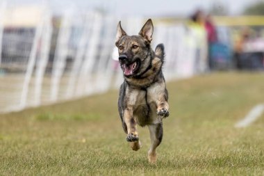 Samur Alman Çoban Köpeği Koşu Alanı Koşu Pisti Köpek Sporu