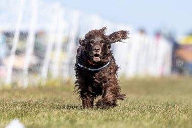 Kahverengi Cocker Spaniel Koşu Pistinde Koşan Hızlı Köpek Sporu