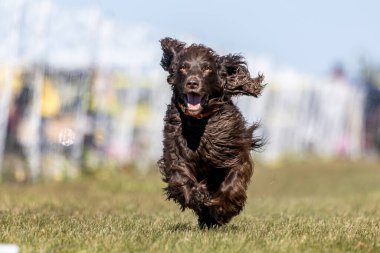 Kahverengi Cocker Spaniel Koşu Pistinde Koşan Hızlı Köpek Sporu