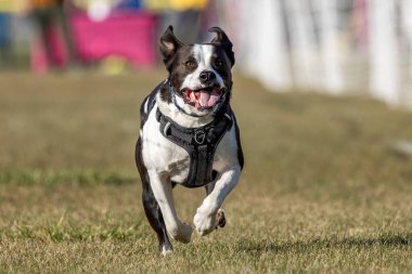Siyah ve Beyaz Karışık Melez Köpek Koşu Pistinde Koşan Hızlı Köpek Sporu