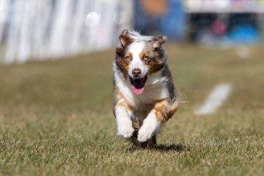 Avustralyalı Çoban Köpeği Koşu Pistinde Koşu Köpek Sporu