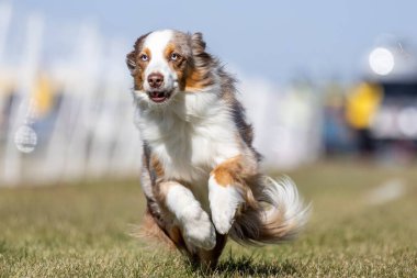 Avustralyalı Çoban Köpeği Koşu Pistinde Koşu Köpek Sporu