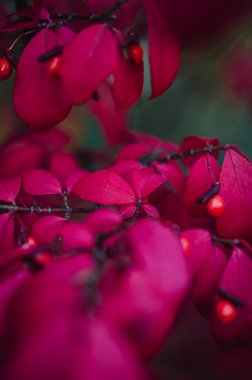 Sonbaharda yanan çalıların üzerindeki kırmızı yaprakları kapat..