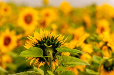 Bir tarlada açan ayçiçeğinin arka görünüşü.