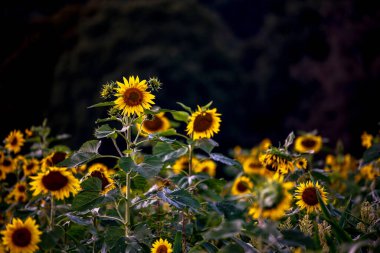 Koyu bir arka planda çiçek açmış bir ayçiçeği tarlası..