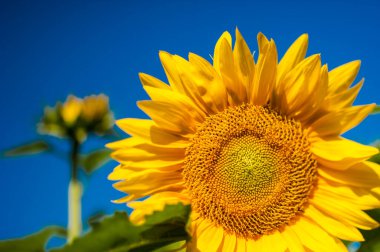 Arka planda mavi gökyüzü olan ayçiçeklerini kapat.
