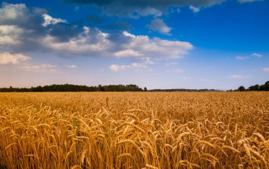 A field of ripe wheat before harvest clipart