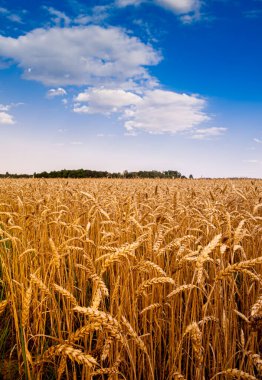 A field of ripe wheat before harvest clipart