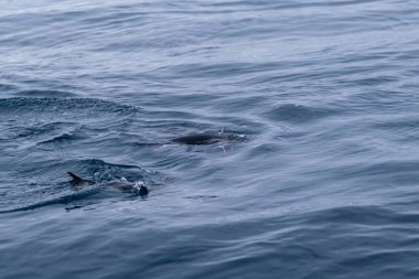 Penguen okyanusa yüzüyor.