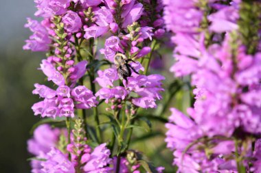 New York 'un kuzeyinde canlı mor kır çiçekleri üzerinde arı