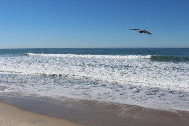 Cape Cod Shoreline Okyanus Manzarası Mavi gökyüzüne karşı uçan martı ile