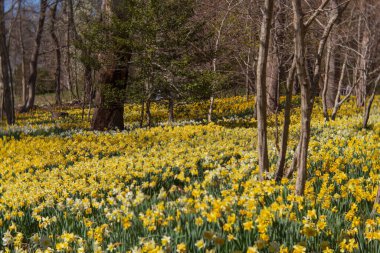 Daffodil Field of yellow daffodil flowers clipart