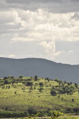 Oaxaca Meksika 'nın güzel yeşil manzarası. Kaktüs manzarası.