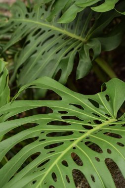 Monstera bitkisinin yaprakları, tropikal bir bitki.