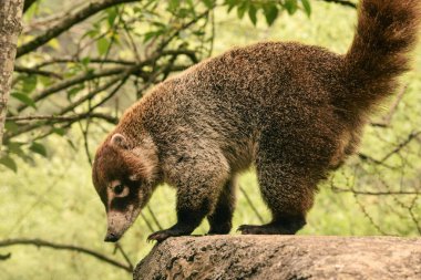 Vahşi koati, Nasua Nasua, Oaxaca, Meksika. Meksika faunası