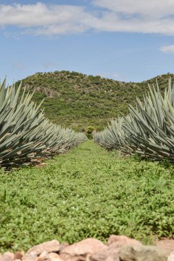 Oaxaca, Mezcal agave field. Mexican agave plantation. clipart