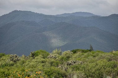 Beautiful green landscape in Oaxaca Mexico. Cactus landscape. clipart