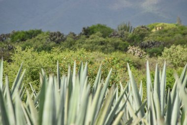 Oaxaca, Mezcal agave alanı. Meksika agave plantasyonuna yakın çekim.