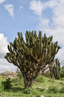 Oaxaca 'daki eski Meksika Kaktüsü bulutlu gökyüzüne karşı