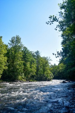 Berrak bir ormanın içinden akan temiz bir nehir berrak mavi bir gökyüzünün altında.