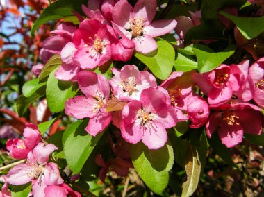 Canlı pembe çiçekleri ve yeşil yaprakları bahçeye yakın çekim.