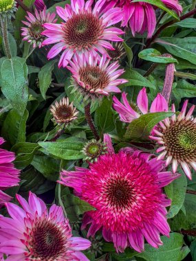 Yaz bahçesinde yemyeşil yaprakları olan canlı pembe çiçekler..