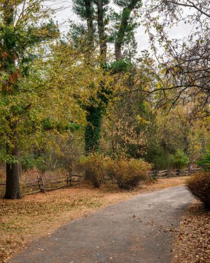 Bulutlu bir sonbahar gününde ormanda yol