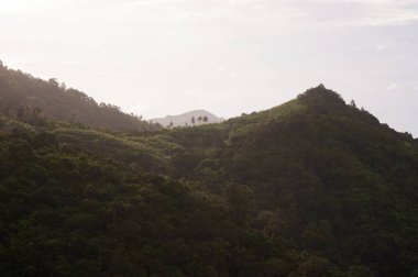 Tayland 'da dağlar ve orman manzarası