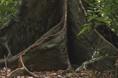 Tayland 'da ormanın derinliklerinde kökleri olan kocaman yaşlı bir ağaç.