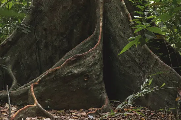 Tayland 'da ormanın derinliklerinde kökleri olan kocaman yaşlı bir ağaç.