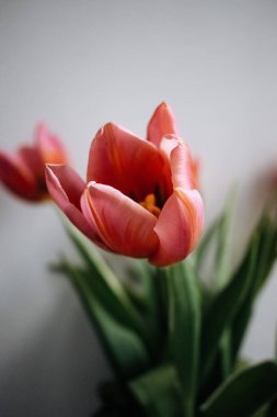 Kırmızı ve pembe laleler kapanıyor