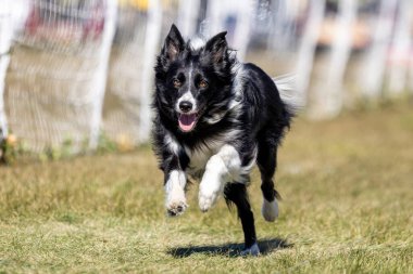 Siyah ve Beyaz Safkan Sınır Collie Yem Pisti Hızlı Köpek Sporu