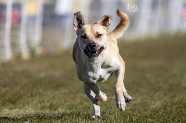 Tüm Amerikan Karışık Melez Köpekler Koşu Alanı Koşu Pisti Hızlı Köpek Sporu