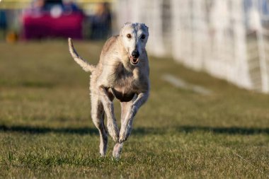Greyhound Tüm Amerikan Köpeklerini Karıştırdı Koşan Yem Pistinde Koşan Köpek Sporu