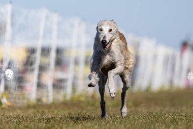 Greyhound Tüm Amerikan Köpeklerini Karıştırdı Koşan Yem Pistinde Koşan Köpek Sporu