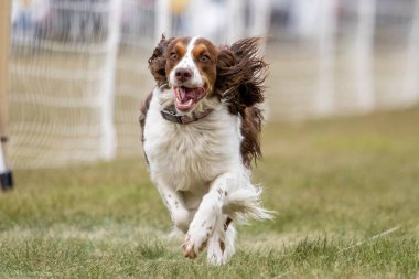 İngiliz Springer Spaniel Koşu Pistinde Koşan Hızlı Köpek Sporu