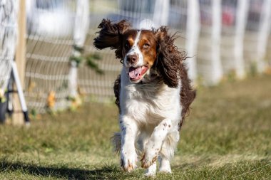 İngiliz Springer Spaniel Koşu Pistinde Koşan Hızlı Köpek Sporu
