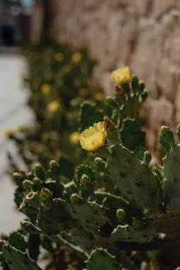 Blooming Yellow Cactus Flower - Desert Succulent in Full Bloom clipart