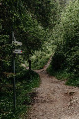 Yön İşaretleriyle Büyüleyici Orman Yolu