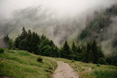 Yemyeşil Dağlar ve Çamlar Arasında Sisli Yol