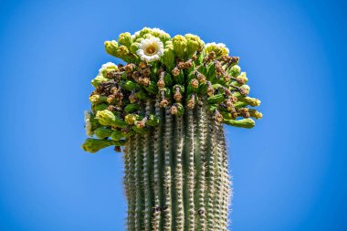 Tucson, Arizona 'da çiçek açan bir kaktüs.