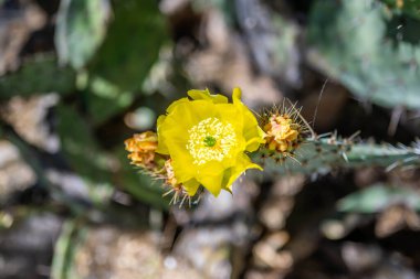 Tucson, Arizona 'da çiçek açan bir kaktüs.