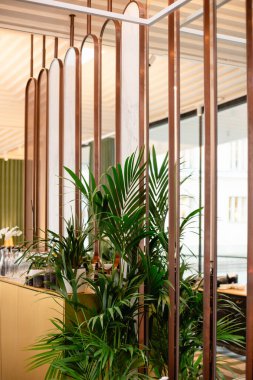 Aynalı kafenin içi ve palmiye ağacı bitkisi.