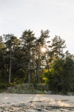 Çam ağaçlarının arasında parlayan güneşin kumsal manzarası