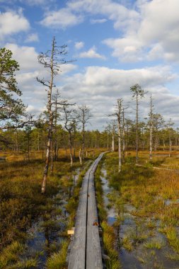 Güneşli bir günde bataklıkta sahil yürüyüşü, Viru raba, Estonya