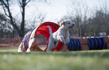 İspanyol su köpeği. Çeviklik içinde köpek yarışı.