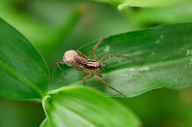 Close-up view of spider on leaves clipart