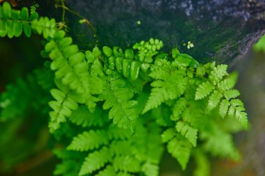 Ormanda yetişen eğreltiotu yapraklarının yakın görüntüsü