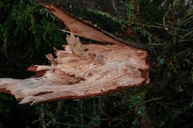 Kırık ağaç gövdesi, kapat.
