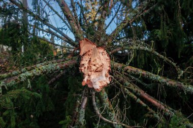 Bomba hortumundan devrilmiş ağaç.
